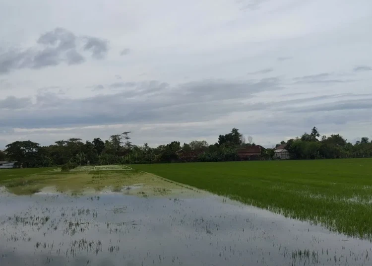 Gagal Panen Imbas Banjir, Ratusan Hektare Lahan Petani di Kudus Diajukan Klaim Asuransi Puso