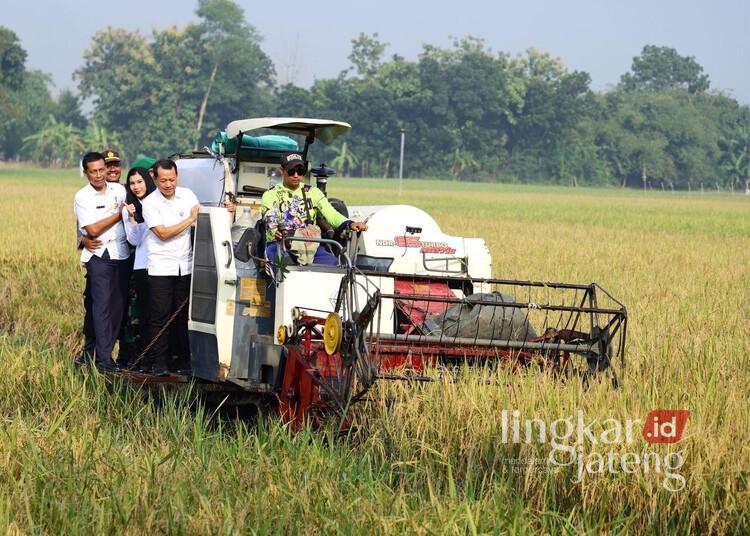 Panen Raya, Produksi Gabah di Kudus Diprediksi Surplus 100 Ton